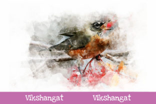 American Robin Watercolor Art & Illustrations