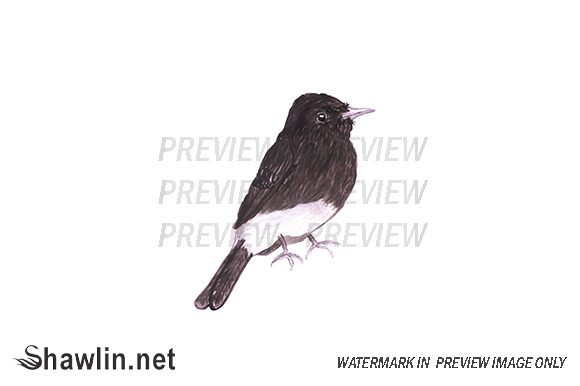 Black Phoebe Bird Watercolor: A Designer Review