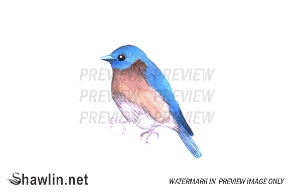 Bluebird Watercolor Bird: Fresh Illustrations
