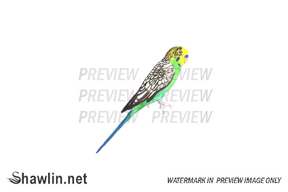 Budgie Bird Watercolor Paint Illustrations