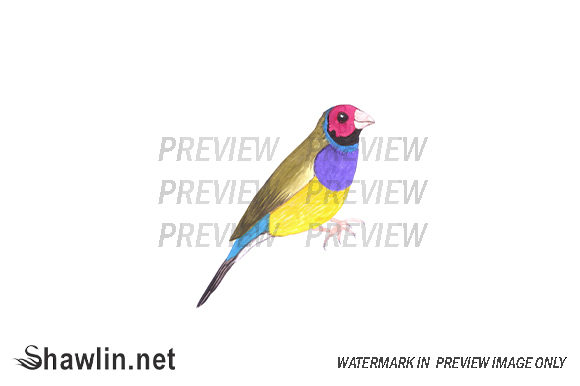 Gouldian Finch Watercolor Illustrations Review
