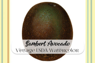 Vintage Sambert Avocado Watercolor Illustrations